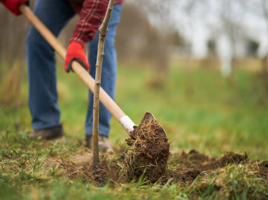 New funding secured for rewilding Charity, Somerset